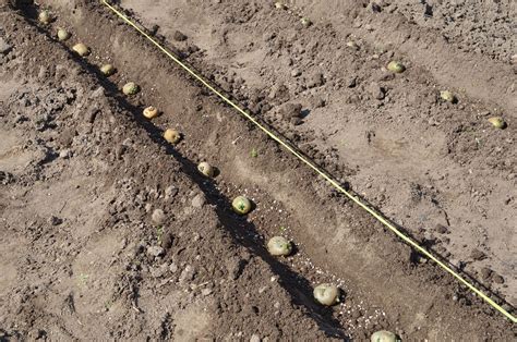 Planting In Furrows: Are There Benefits To Furrow Gardening | Plants, Garden care, Beautiful gardens