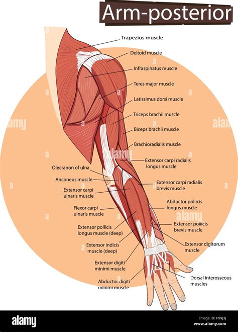 Vector illustration of Arm anatomy Stock Vector Image & Art - Alamy