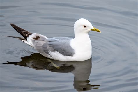 Mew Gull | Audubon Field Guide