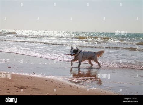 A happy dog on a beach Stock Photo - Alamy