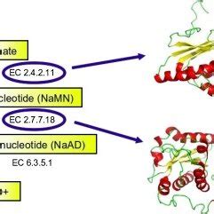 Simplified NAD biosynthesis pathway proposed for M. hyopneumoniae ...