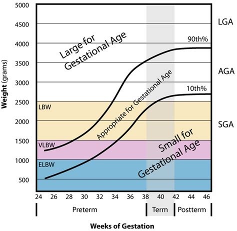 Gestational age chart, how to calculate gestational age & corrected age