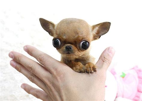 Chihuahua Micro Teacup Puppy | Teacup chihuahua puppies, Chihuahua puppies, Teacup puppies