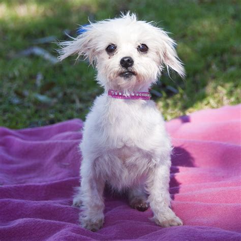 Lucy - Small Female Maltese Terrier Mix Dog in QLD - PetRescue