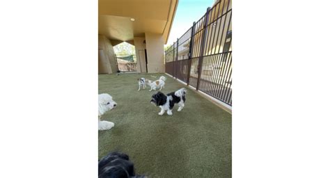 928-776-0932 - Hassayampa Canine Resort & Spa - Pet Resort in Prescott, AZ | Find & Book Pet ...