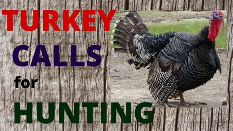 Turkey Calls for Hunting - YouTube