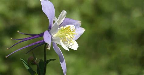 Columbine Flower - The Symbol Wisdom and Intellect