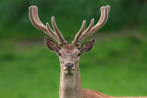 Deer Antler Velvet Overview - Deer Antler Velvet