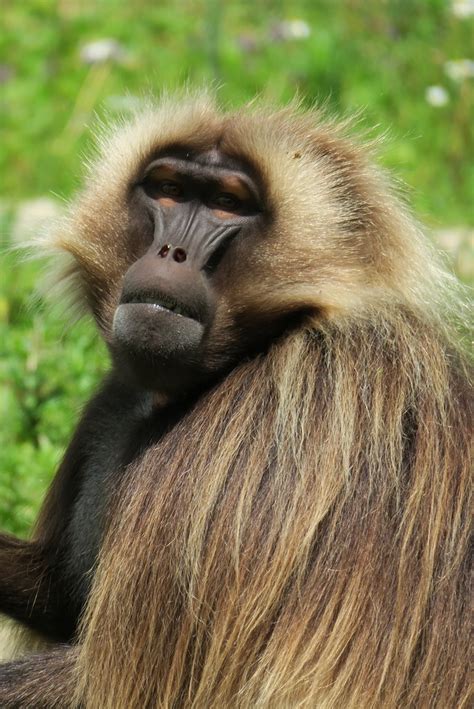 Zoo parc animalier de primates en Nouvelle-Aquitaine