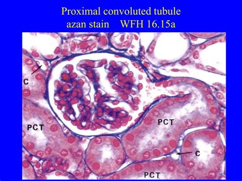 Distal Convoluted Tubule Histology