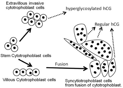 The differentiation of trophoblast cells in placental villi 54. Fusion... | Download Scientific ...