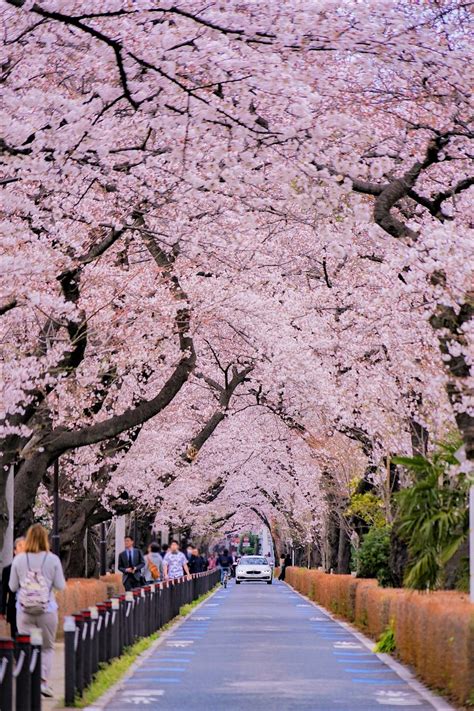 Cherry Blossom In Tokyo 2024 - Elnora Frannie