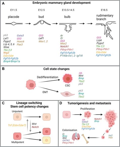 Frontiers | Embryonic Programs in Cancer and Metastasis—Insights From the Mammary Gland