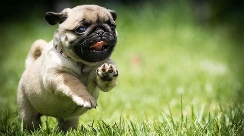 [100+] Pug Wallpapers | Wallpapers.com