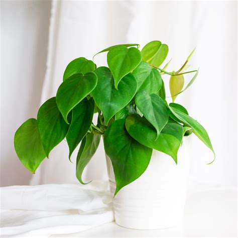 5 Heart-Shaped Houseplants - National Garden Bureau - Indoor Plants