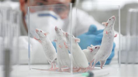 Trinity College Dublin’s rise in animal experiments criticised ...