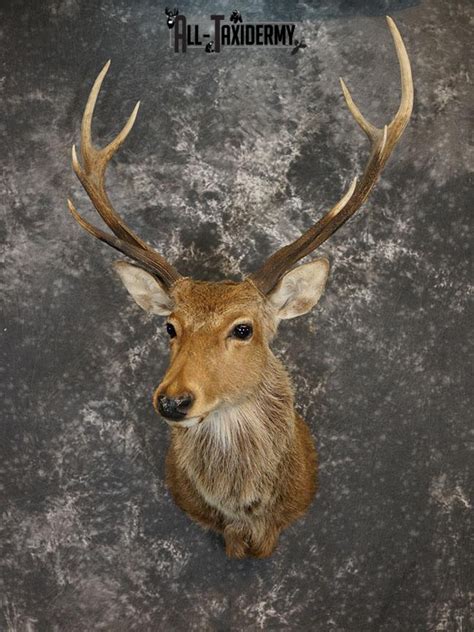 Different Types of Deer Antlers & Species | All-Taxidermy