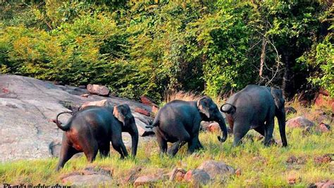 Shenduruny Wildlife Sanctuary, Kollam - Entry Fee, Visit Timings, Things To Do & More...