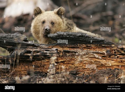 Grizzly Bear in Yellowstone National Park Stock Photo - Alamy