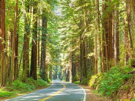 Top 10 Wonders of the West | National parks, Redwood national park ...