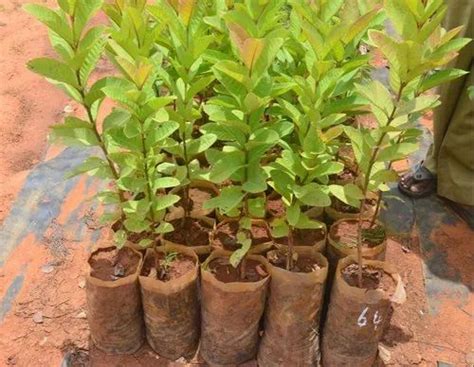 GREEN WORLD Natural Guava / Psidium Guava / Amrud Fruit Tree Seeds, For Plantation at Rs 450 ...