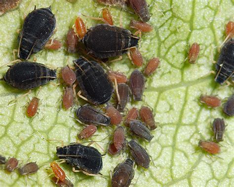 Aphids on pear: identification, images, ecology