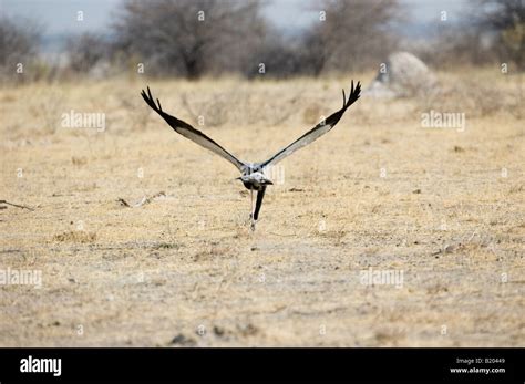 Secretary bird flying hi-res stock photography and images - Alamy