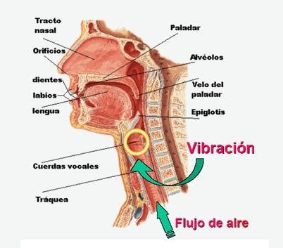 Aparato fonador imagenes - Imagui