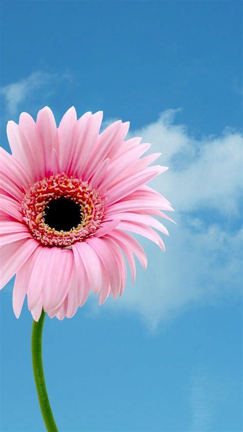 Pink Sunflower Wallpapers - Top Free Pink Sunflower Backgrounds ...