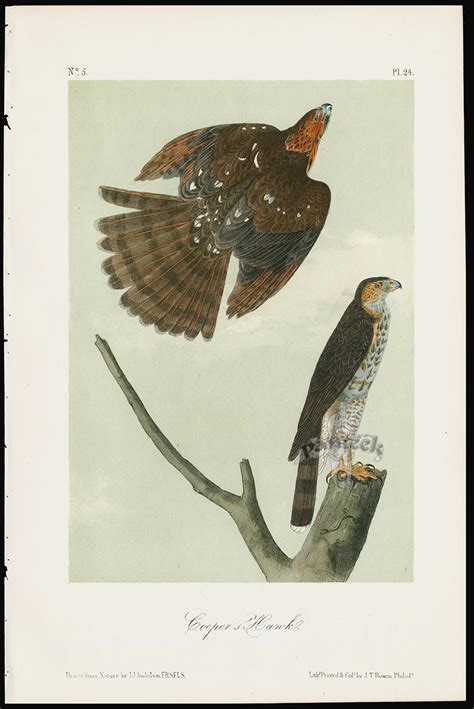 Audubon Birds America Cooper's Hawk from Great Value Antique Audubon Birds Prints