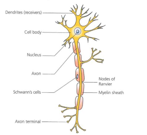 Neuron Structure and Function Diagram | Quizlet