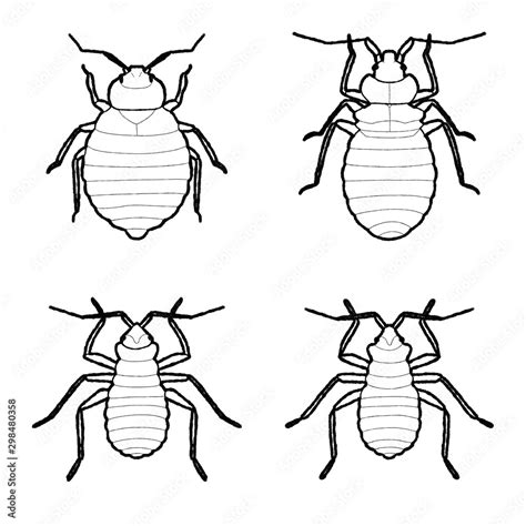 Bed Bug Animal Vector Illustration Hand Drawn Cartoon Art Stock Vector | Adobe Stock