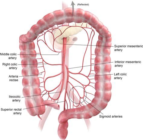 Approach to Colon Pathologies | Radiology Key