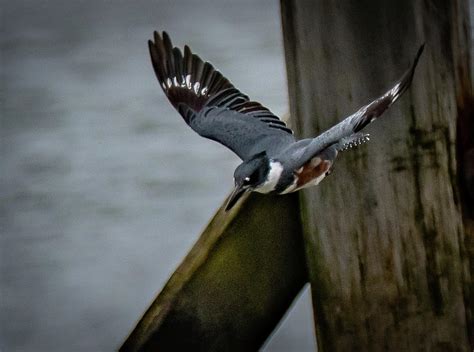 Belted Kingfisher flying dive Photograph by Hershey Art Images - Fine Art America