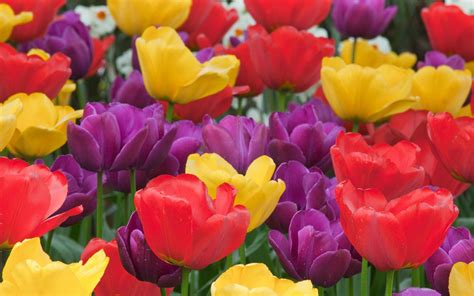 flower, Flowers, Petals, Garden, Nature, Plants, Beautiful, Delicate, Colorful, Soft, Spring ...