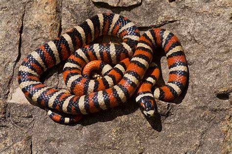 5 Types of King Snakes in Arizona (With Pictures) - Reptile Jam