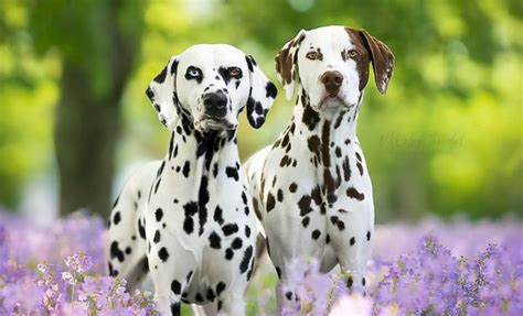 11 Dalmatian Colors And Their Surprising Varieties