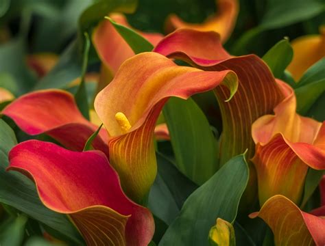 How To Grow and Care For Calla Lilies - Backyard Boss