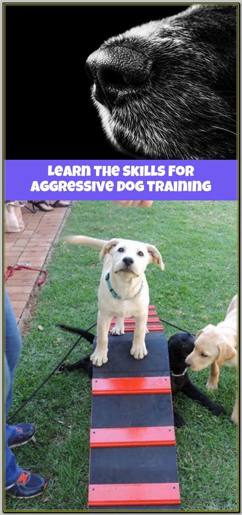 Pin on Aggressive Dog Training