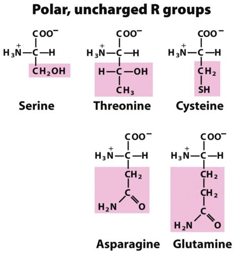 Amino Acids - MCAT Flashcards | Quizlet