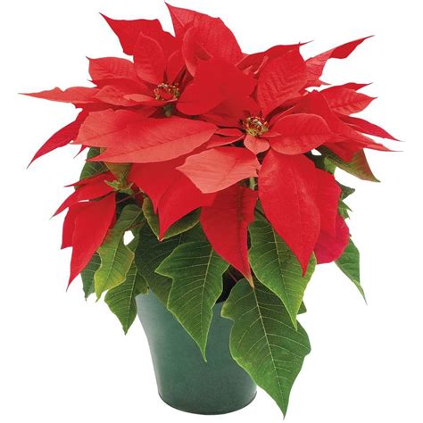 4 in. Live Poinsettia (In-Store Only)-4INP2013 - The Home Depot