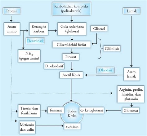 (LENGKAP) Hubungan antara Katabolisme Lemak, Protein, dan Karbohidrat