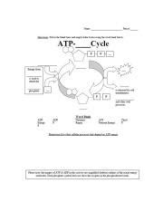 ATP Cycle Diagram.pdf - | Course Hero