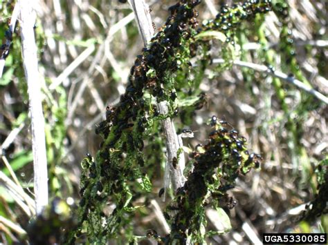 brown-legged spurge flea beetle (Aphthona lacertosa)