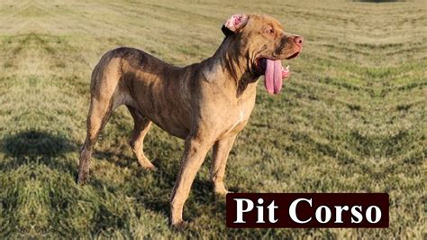 How Big Will A Cane Corso Pitbull Mix Grow?