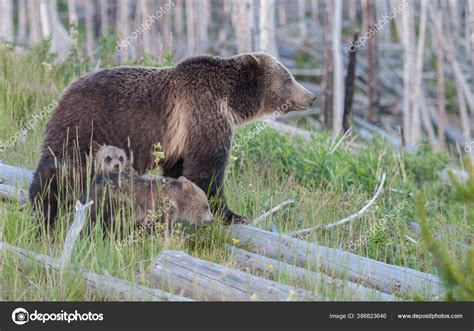 Grizzly Bear Wild Stock Photo by ©jill@ghostbear.org 386823646