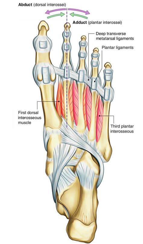 Dorsal Interossei (Hand and Foot) – Earth's Lab