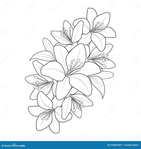 Realistic Lily Drawing, Realistic Lily Flower Sketch, Outline Realistic Lily Drawing, Lily ...