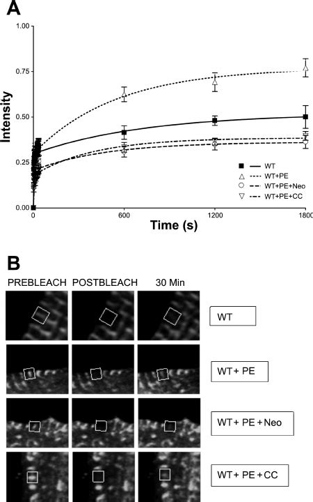 FRAP recovery curves for WT GFP-CapZ fusion protein treated with... | Download Scientific Diagram