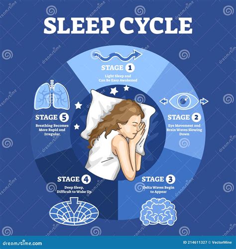 Sleep Cycle with Labeled Night Stages and Phases Description Outline ...